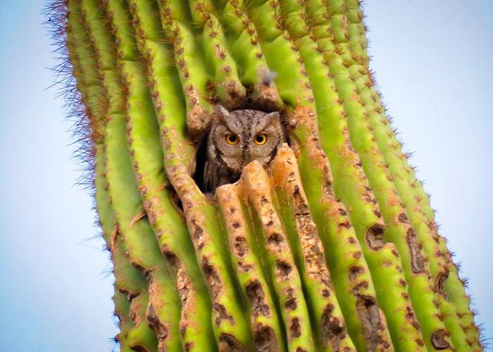 Animals Greeting Card featuring the photograph Screech Owl in Saguaro by Judy Kennedy