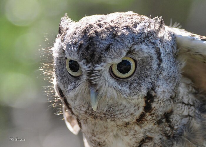 Animal Greeting Card featuring the photograph Screechowl Focused on Prey by Tim Kathka