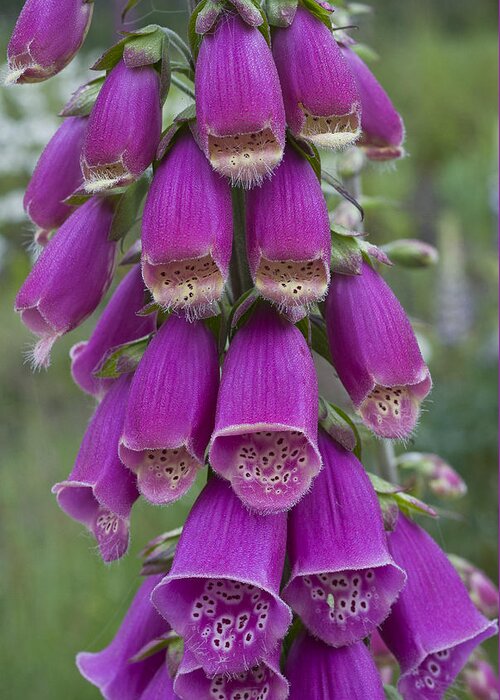 Astoria Greeting Card featuring the photograph Scruffy Foxglove  by Robert Potts