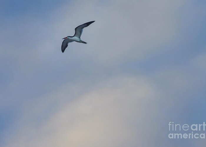 Animal Greeting Card featuring the photograph Sea Bird in Flight by Tom Brickhouse