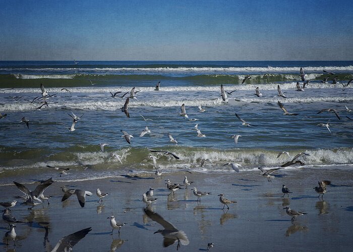 Sea Bird Greeting Card featuring the photograph Sea Birds Feeding on Florida Coast DSC00473_16 by Greg Kluempers