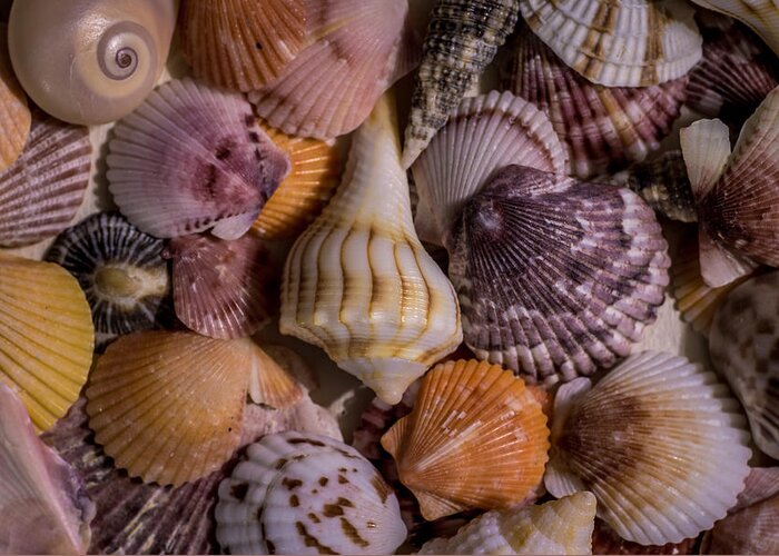 Sea Shells Greeting Card featuring the photograph Sea Bones 20 by Robbie Lyle