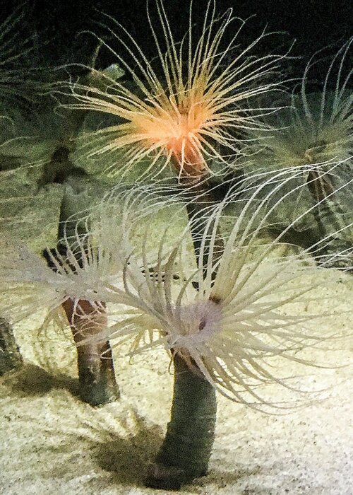  Sea Anemones Greeting Card featuring the photograph Sea Flower by Daniel Hebard