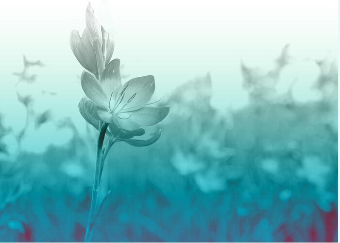 Schizostylis Greeting Card featuring the photograph Sea Green Haze by Barbara White