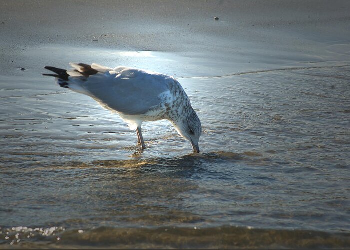 Seagull Greeting Card featuring the photograph Sea Gull at Sundown by Margie Avellino