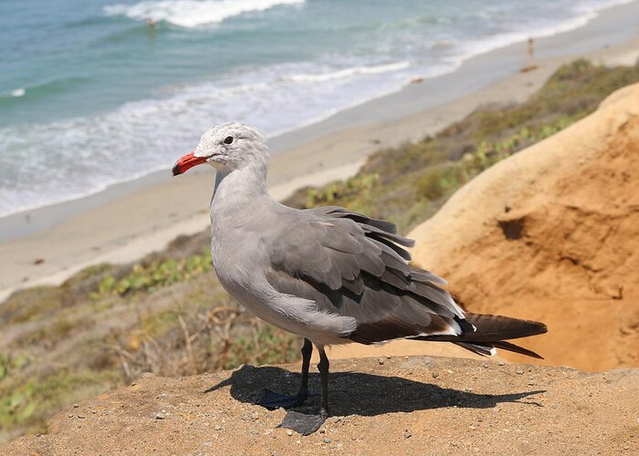 Heermann's Greeting Card featuring the photograph Heermann's Gull by Christy Pooschke