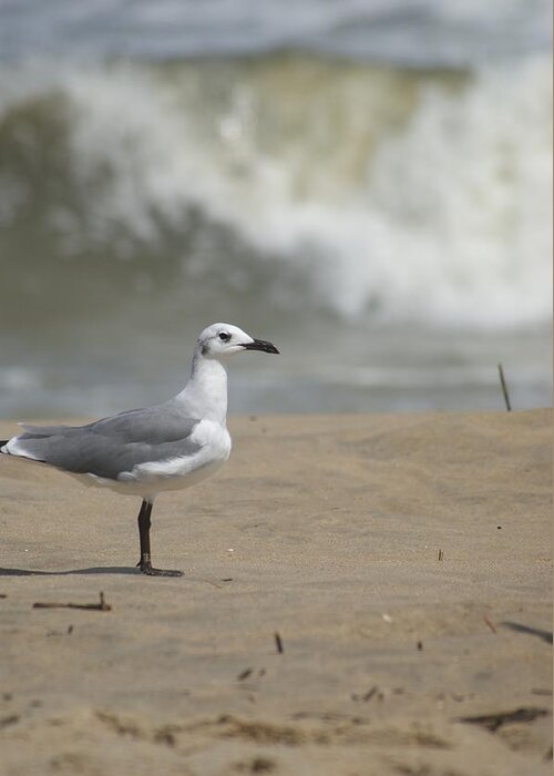 Virginia Beach Greeting Card featuring the photograph Sea Gull by Heidi Poulin