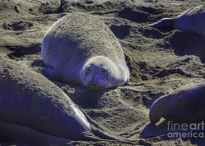 California Greeting Card featuring the photograph Sea Lions Sleeping by Craig J Satterlee