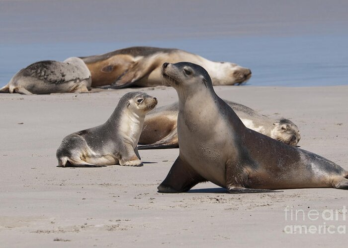 Sea Lion Greeting Card featuring the photograph Sea Lions by Werner Padarin