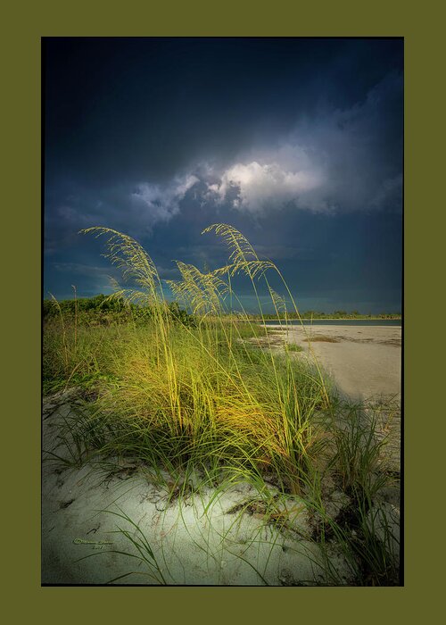 Beach Greeting Card featuring the photograph Sea Oats In The Storm by Marvin Spates