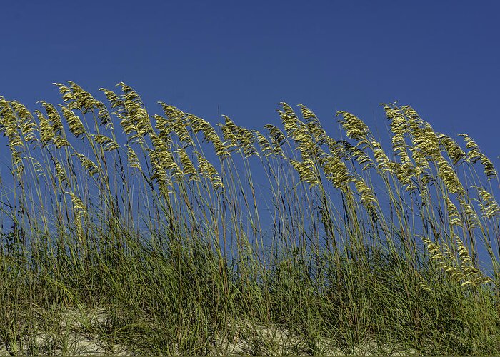 Original Greeting Card featuring the photograph Sea oats on the dunes by WAZgriffin Digital