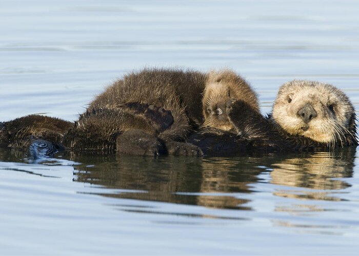 00429658 Greeting Card featuring the photograph Sea Otter Mother And Pup Elkhorn Slough by Sebastian Kennerknecht