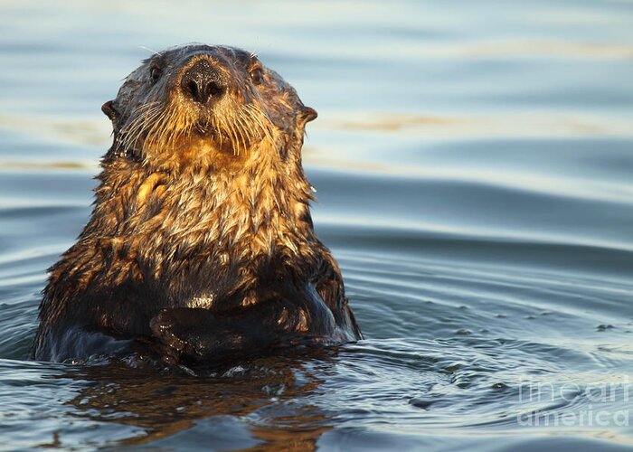 Natural Greeting Card featuring the photograph Sea Otter Popping Up For A Look by Max Allen