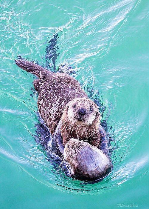 Sea Greeting Card featuring the photograph Sea Otter Pup by Deana Glenz