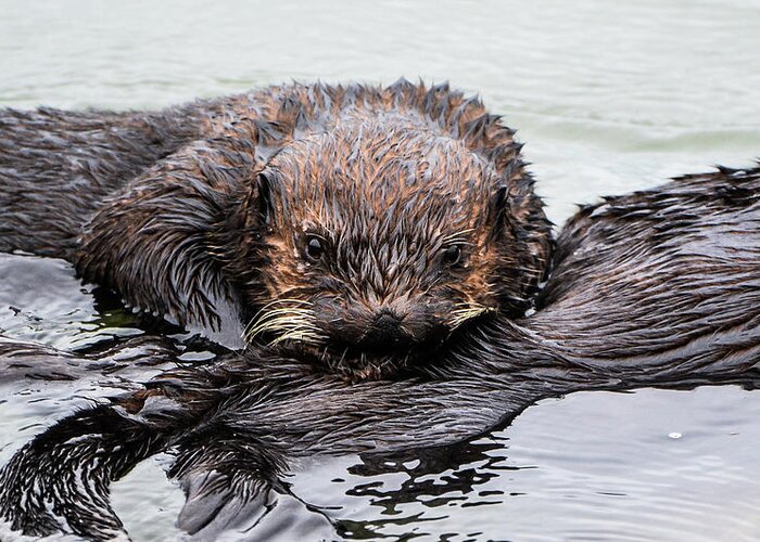 Otter Greeting Card featuring the photograph Sea Otter Pup Nursing by Kim Steinhardt by California Coastal Commission