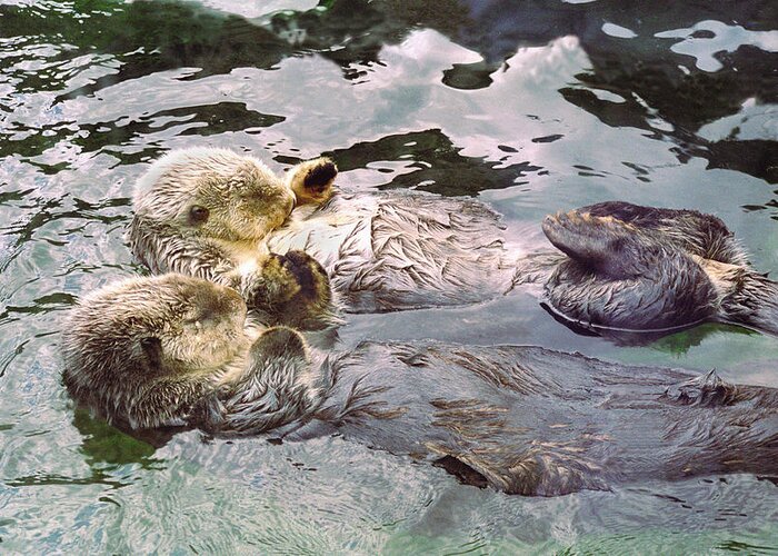 Buffaloworks Greeting Card featuring the photograph Sea Otters Holding Hands by BuffaloWorks Photography