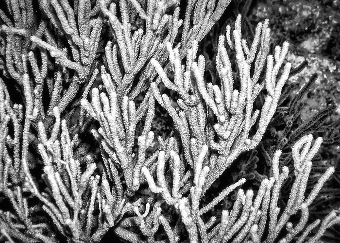 Sea Rod Coral Greeting Card featuring the photograph Sea Rod Coral by Perla Copernik
