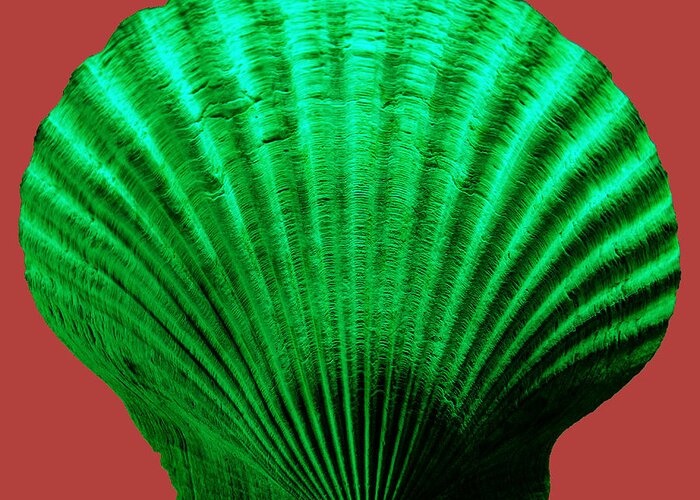 Sea Greeting Card featuring the photograph Sea Shell-Green-red by WAZgriffin Digital