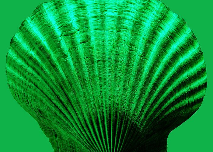 Sea Greeting Card featuring the photograph Sea Shell -Green by WAZgriffin Digital