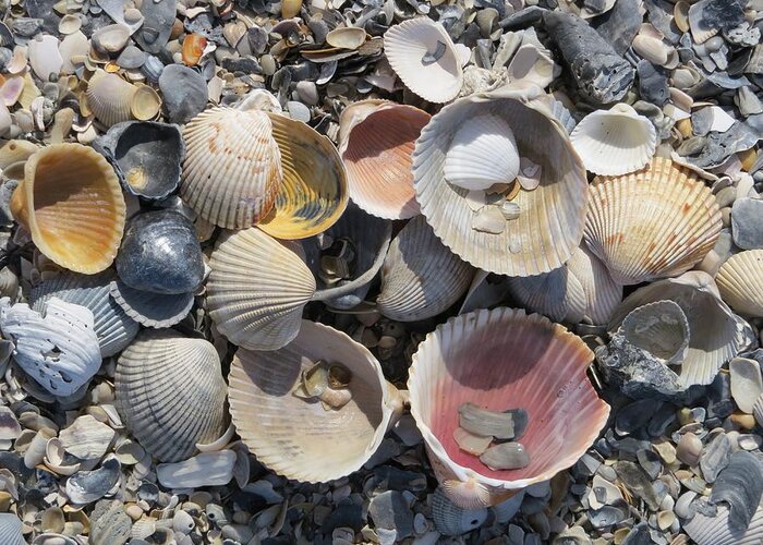 Shell Greeting Card featuring the photograph Sea Shell Mozaic by Ellen Meakin