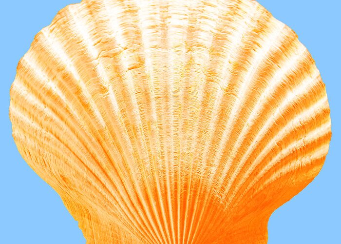 Sea Greeting Card featuring the photograph Sea Shell-Orange-blue by WAZgriffin Digital