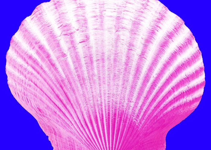 Sea Greeting Card featuring the photograph Sea Shell- pink on blue by WAZgriffin Digital