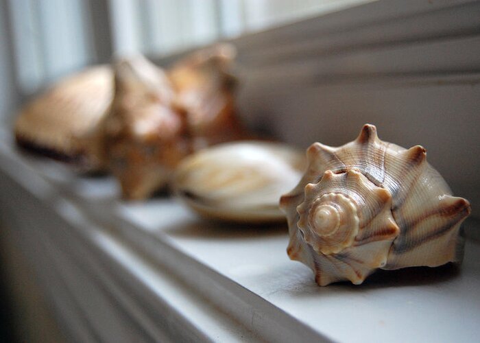 Seashells Greeting Card featuring the photograph Sea Shells by Robert Meanor