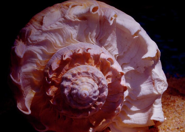 Shell Greeting Card featuring the photograph Sea Treasure by Bess Carter