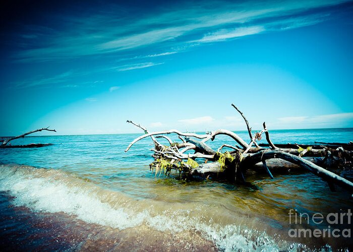 Nature Greeting Card featuring the photograph Seacost with old tree in water Kolka by Raimond Klavins