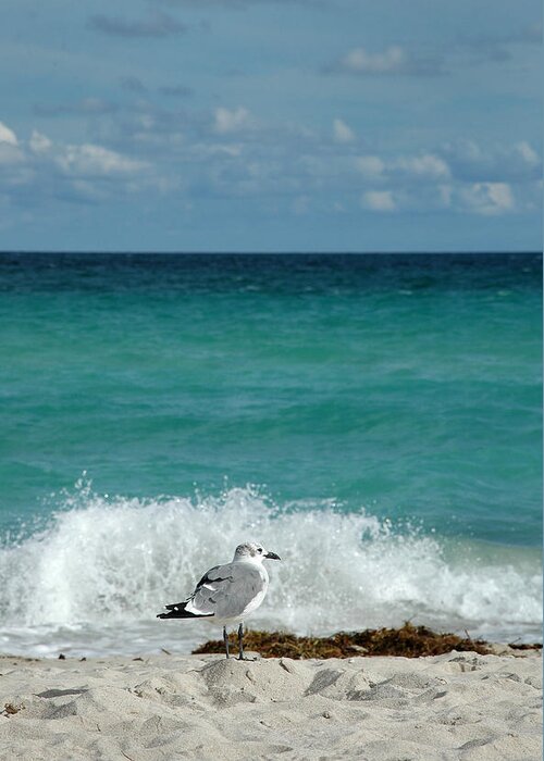Seagull Greeting Card featuring the photograph Seagull - South Beach Miami by Frank Mari