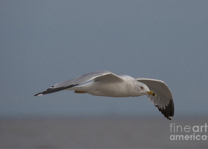 Seagull Greeting Card featuring the photograph Seagull Glides Over the Beach by D Wallace