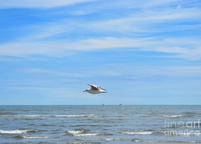 Seagull Greeting Card featuring the photograph Seagull in Flight by Dani McEvoy