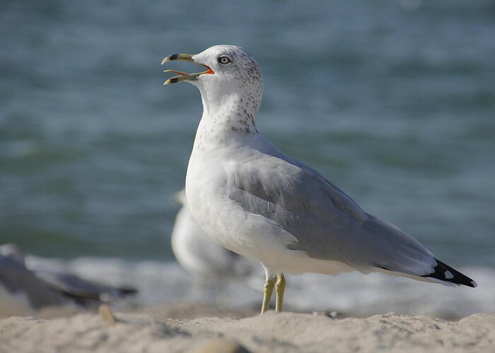 Seagull Greeting Card featuring the photograph Seagull on Lake Erie Beach by Valerie Collins