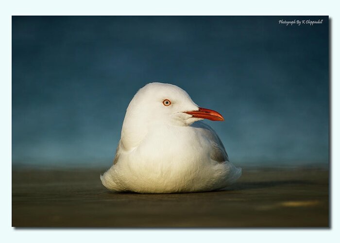Seagulls Greeting Card featuring the digital art Seagull Portrait 0021 by Kevin Chippindall
