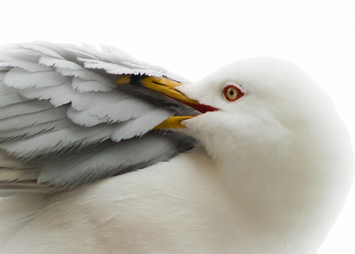 Seagull Greeting Card featuring the photograph Seagull Pruning his Feathers by Keith Allen