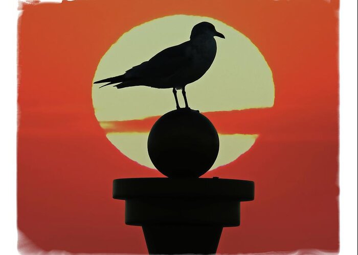 Alicegipsonphotographs Greeting Card featuring the photograph Seagull Sunset by Alice Gipson