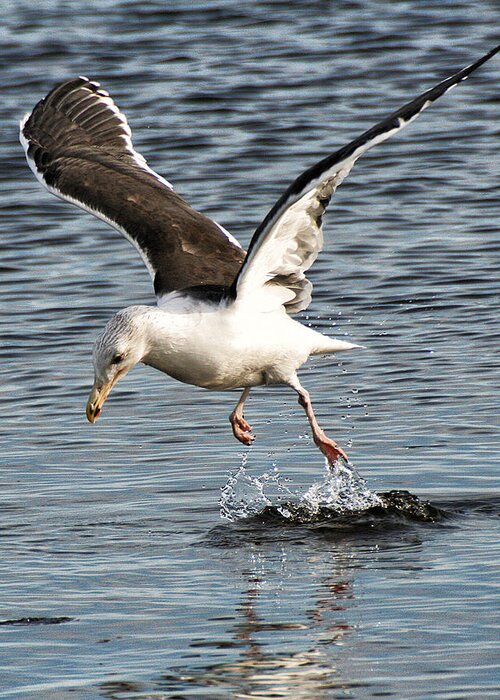 Wildlife Greeting Card featuring the photograph Seagull Water Dance by William Selander