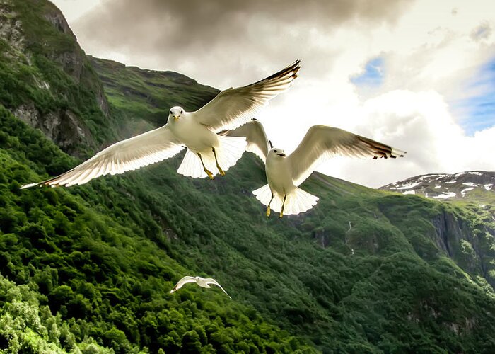 Seagull Greeting Card featuring the photograph Seagulls over the Fjord by KG Thienemann