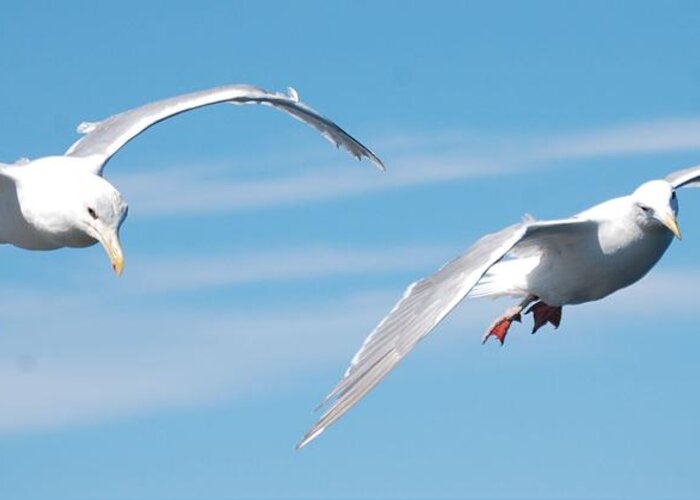 Seagulls Greeting Card featuring the photograph Seagulls by Sumoflam Photography