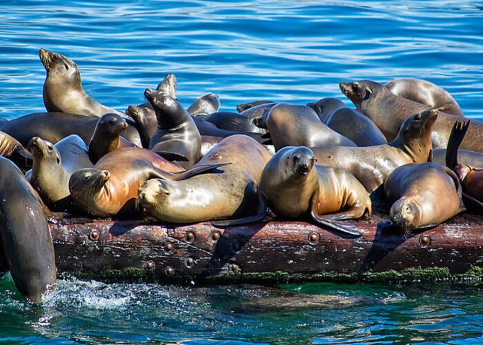Seals Greeting Card featuring the photograph Sealions on a Floating Dock Another View by Anthony Murphy