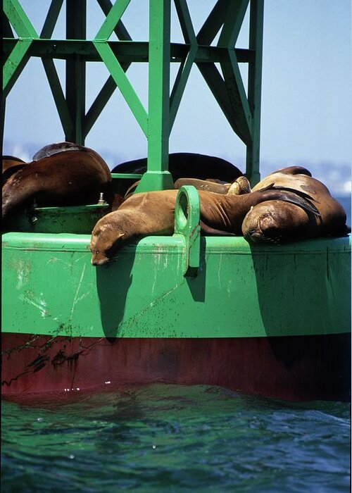 Seals Greeting Card featuring the photograph Seals on channel marker by David Shuler