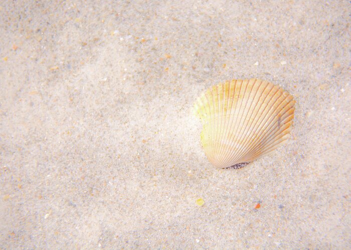 Shell Greeting Card featuring the photograph Seashell by Pamela Williams