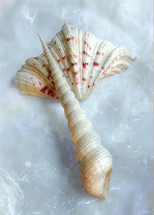 Seashell Greeting Card featuring the photograph Seashells #2 by Louise Kumpf