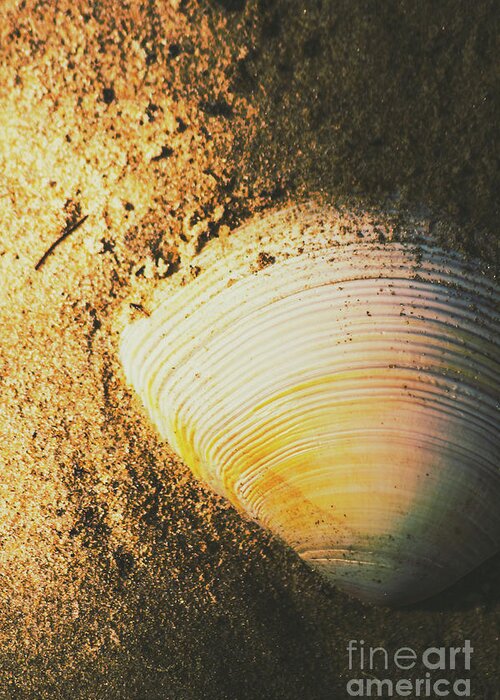 Nature Greeting Card featuring the photograph Seashells and beach colours by Jorgo Photography