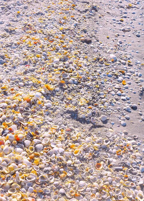 Seashells Print Greeting Card featuring the photograph Seashells in Sanibel Island, Florida by Monique Wegmueller