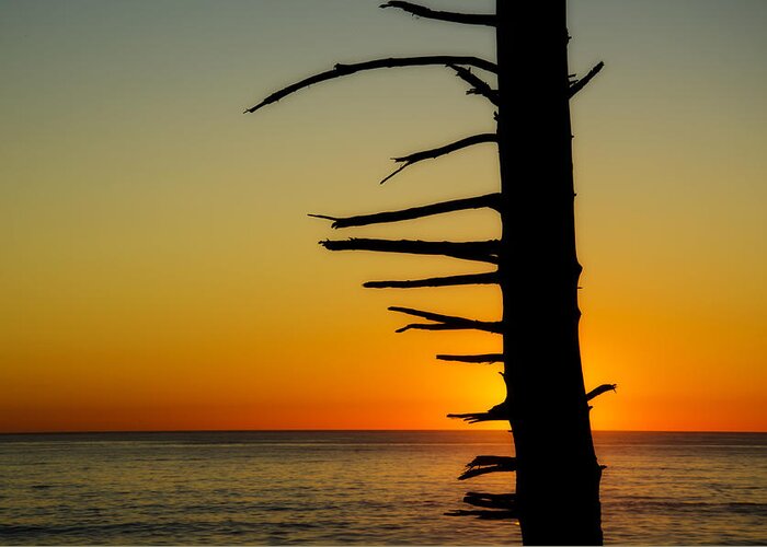 Branch Greeting Card featuring the photograph Seaside Tree Branch Sunset 2 by Pelo Blanco Photo