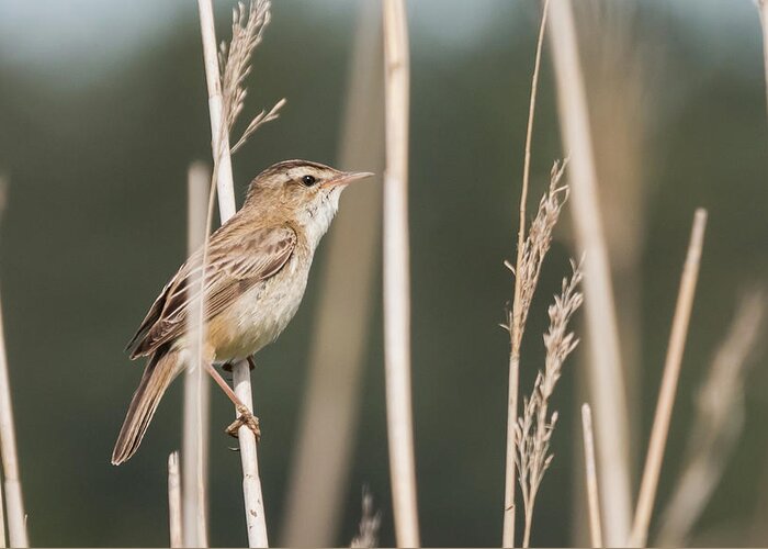 Nature Greeting Card featuring the photograph Sedge in the Sedge by Wendy Cooper