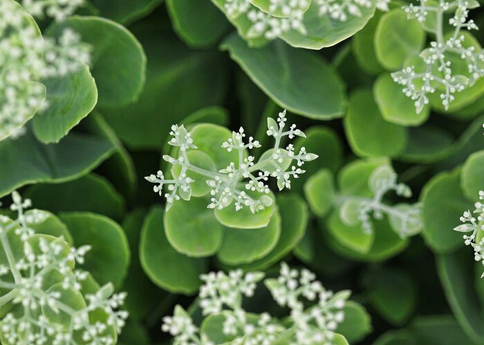 Sedum Plant Green Photography Photograph White Greeting Card featuring the photograph Sedum Pre-Bloom by Shari Jardina