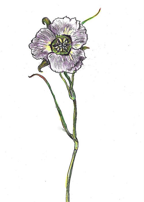Floral Greeting Card featuring the drawing Sego Lily field sketch by Dawn Senior-Trask
