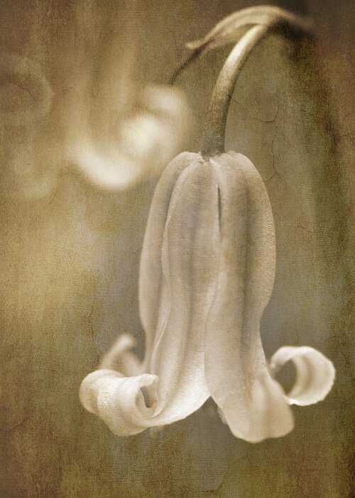 Bluebell Greeting Card featuring the photograph Sepia Bluebell by Meirion Matthias
